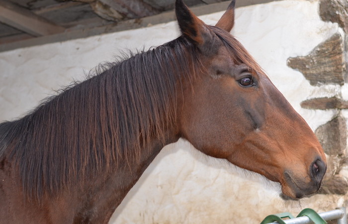 Activité equestre en zone urbaine