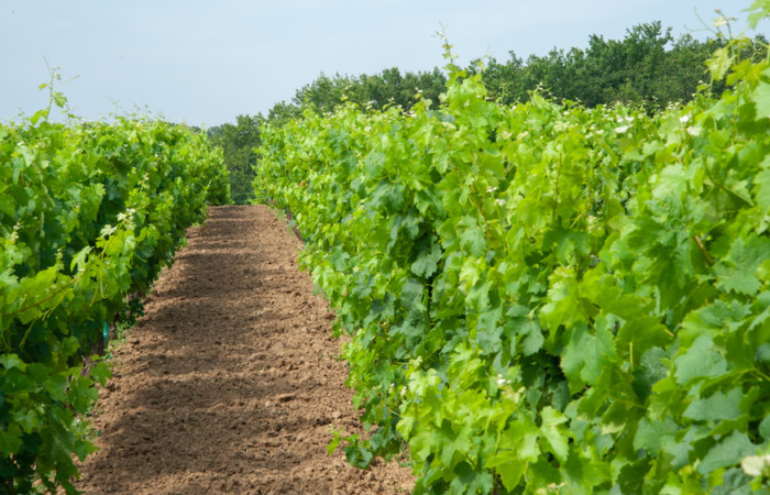 Franceagrimer Date limite de dépôt des demandes pour les aides à la restructuration et reconversion du vignoble