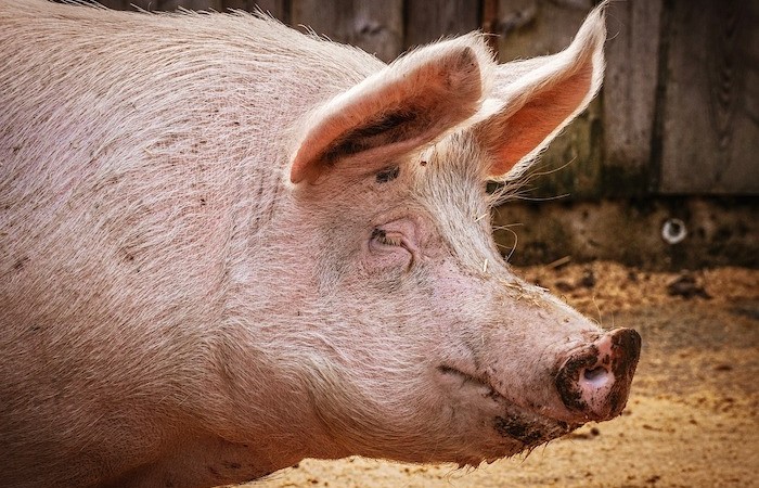 Modifier ses conditions d’élevage ne signifie pas forcément nuisances supplémentaires pour les voisins