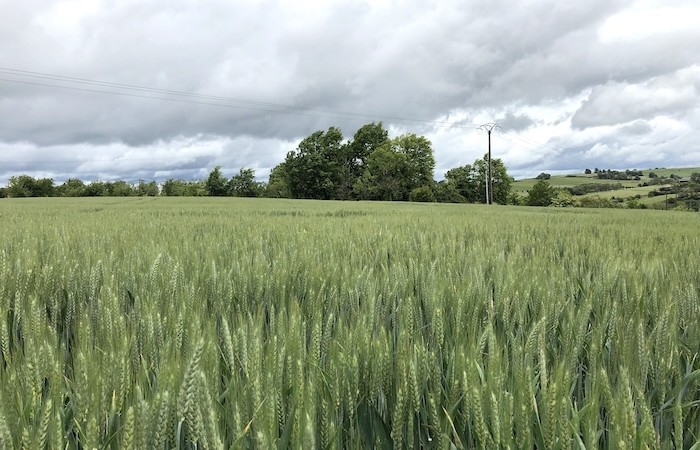 Bail rural : L’autorisation de cession ne rime pas forcément avec cession immédiate !