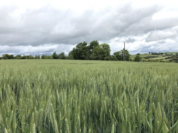 Bail rural : L’autorisation de cession ne rime pas forcément avec cession immédiate !