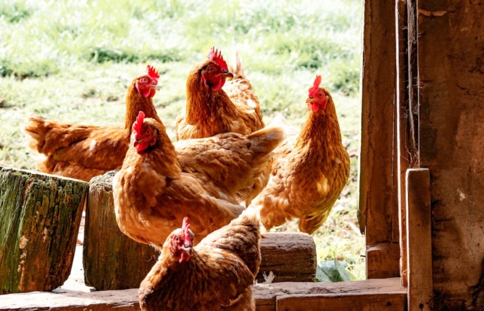 Quand la construction d’un poulailler porte atteinte aux activités agricoles