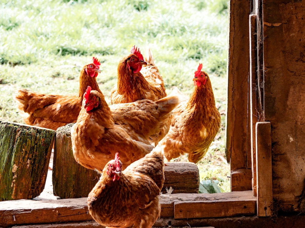 Quand la construction d’un poulailler porte atteinte aux activités agricoles